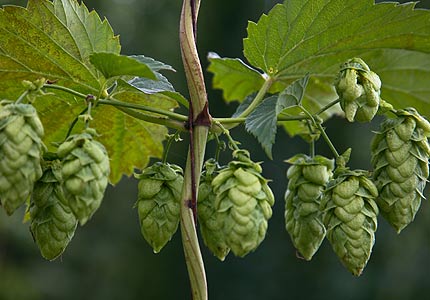 Amarillo Hop Pellets
