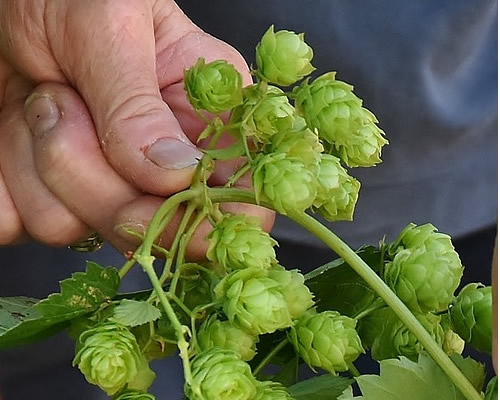 A Guide to Hops