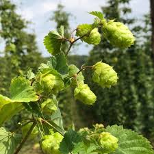 The Unique Charm of Motueka Hops: From New Zealand to Your Brew