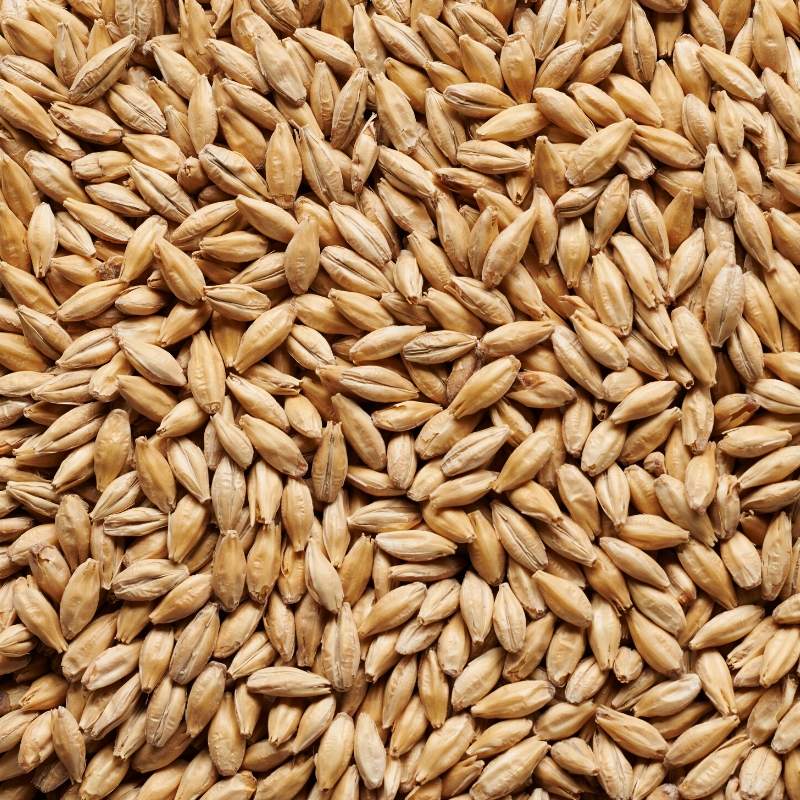 Joe White Wheat Malt